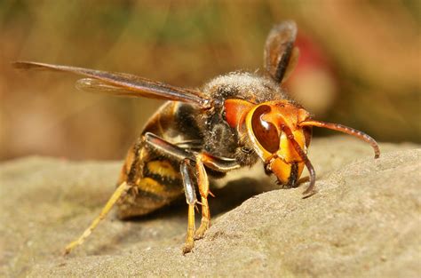 Asian Giant Hornet - Pictures, Diet, Breeding, Life Cycle, Facts, Habitat, Behavior | Animals Adda