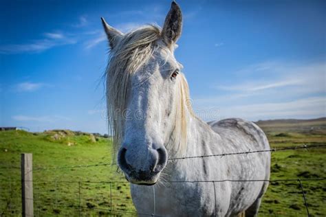 Highland Horse at Scotland, Shetland Islands Stock Photo - Image of ...