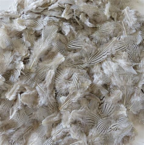 Silver Pheasant Feathers - Feathergirl