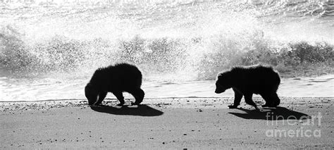 Coastal Brown Bear Cubs on the Beach Photograph by Patrick Nowotny - Fine Art America