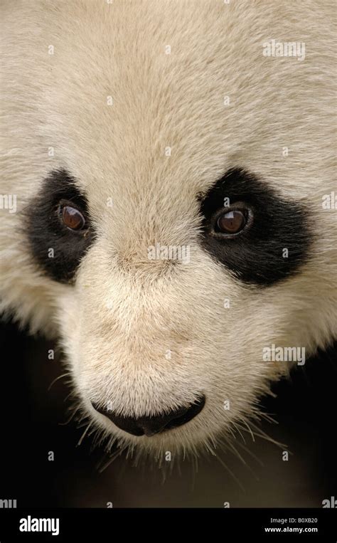 Panda eyes hi-res stock photography and images - Alamy