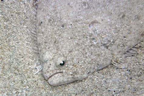 Southern Flounder | Learn With the South Carolina Aquarium