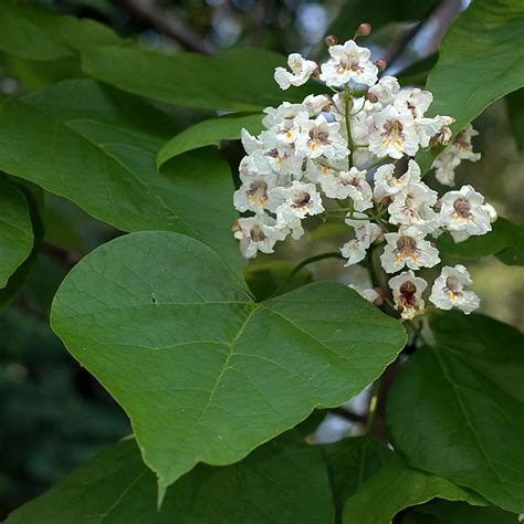 Catalpa bignonioides - Indian Bean Tree - Blerick Tree Farm