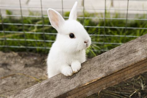 A Beginners Guide to Keeping Rabbits