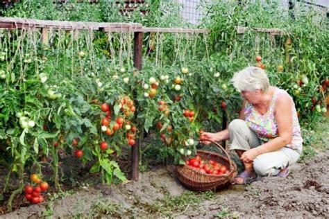 How to Plant an Awesome Vegetable Garden Even If You’ve Never Grown ...