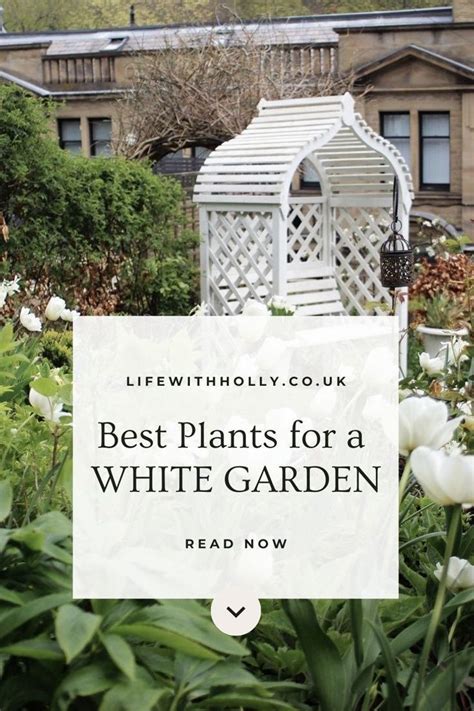 Best White Flower Plants: Planting A White Border | White flowers ...