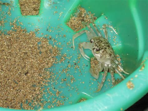 Ghost crab | One of the ghost crabs we caught at puuikibeach… | David ...