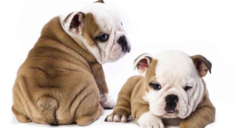 Mini Bulldog – Your Guide to a Tiny Version of a Classic Breed | Bulldog puppies, Mini bulldog ...