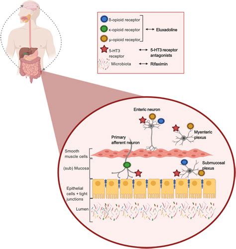 Frontiers | Pharmacological Therapies and Their Clinical Targets in Irritable Bowel Syndrome ...