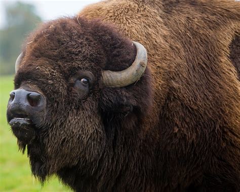 North American Bison | Woburn Safari Park