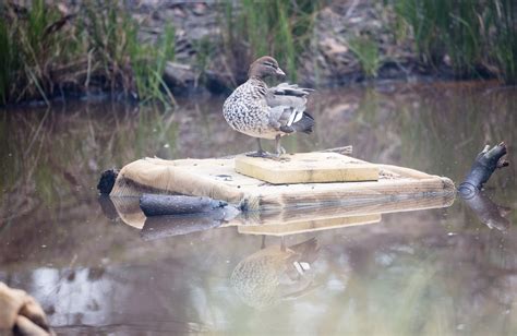 It’s Wood Duck nesting season! – Nest Box Tales