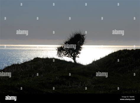 A silhouetted bush at Bempton Cliffs during sunrise Stock Photo - Alamy