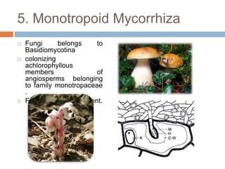 Mycorrhiza and its types | PPT