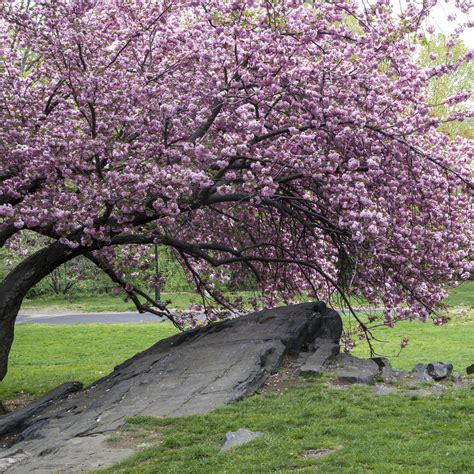 Kwanzan Cherry Tree – Green Thumbs Garden