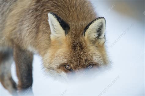 Red fox in snow - Stock Image - C055/0023 - Science Photo Library