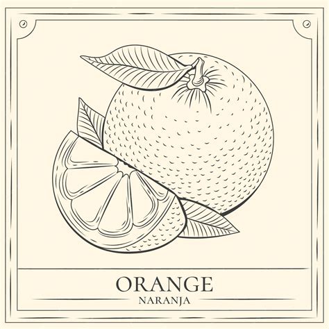 Free Vector | Hand drawn orange outline illustration