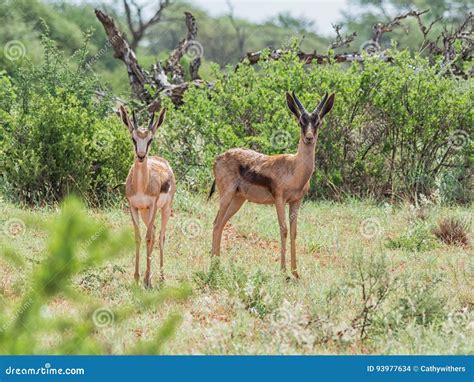 Bronze Springbok Antelope stock photo. Image of plains - 93977634