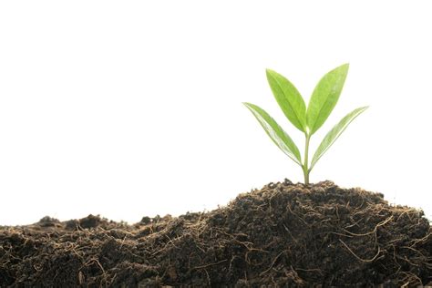 Soil Roots Stock Photos, Images and Backgrounds for Free Download