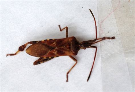 Western Conifer Seed Bug enters home - What's That Bug?