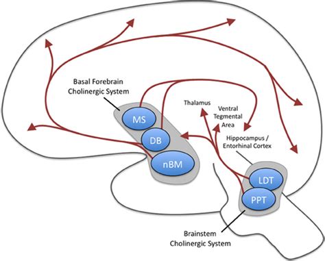 Frontiers | Cholinergic modulation of cognitive processing: insights drawn from computational ...