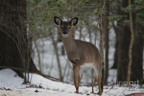 Tentative baby deer in snow Photograph by Mary Watson - Fine Art America