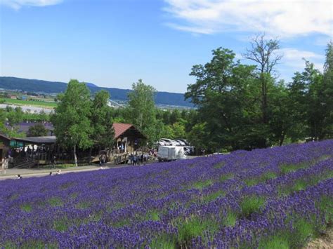 Visiting Hokkaido Lavender Fields & Other Blossoms: Transport Options ...