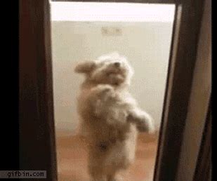 Dance Dog GIF - Find & Share on GIPHY