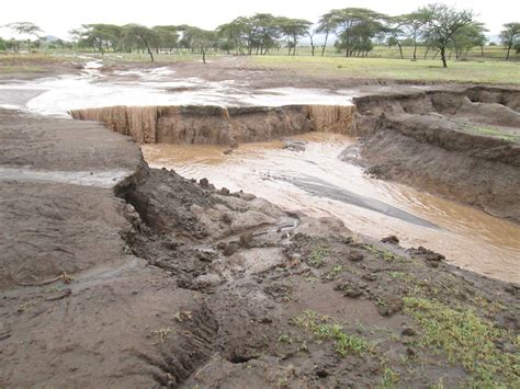 General | Advice on cover crops for soil erosion control in Tanzania