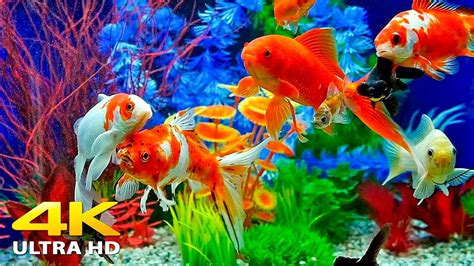 Aquarium 4K VIDEO (ULTRA HD) 🐠 Beautiful Relaxing Coral Reef Fish ...