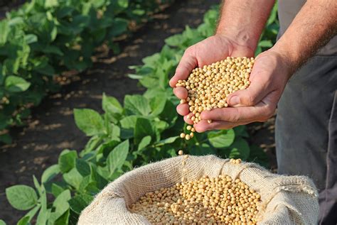 The changing soybean market requires new solutions in quality control – GrainSense