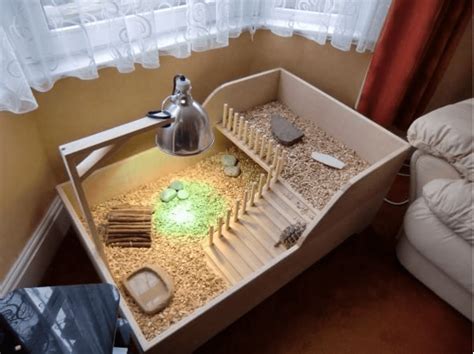 Complete Guide to Setting Up an Indoor Box Turtle Habitat