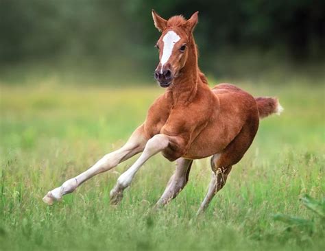 Foal | Animal Atomizer Wiki | Fandom