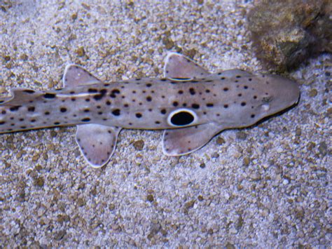 Epaulette Shark - The Living Planet Aquarium