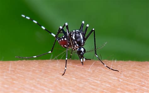 Mozzies are everywhere right now – including giant ones and those that make us sick. Here’s what ...