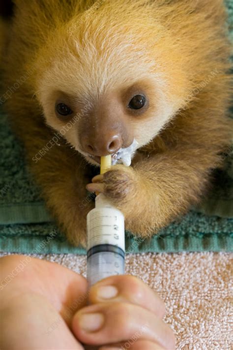 Hoffmann's Two-toed Sloth orphaned baby bottle feeding - Stock Image - C042/1086 - Science Photo ...