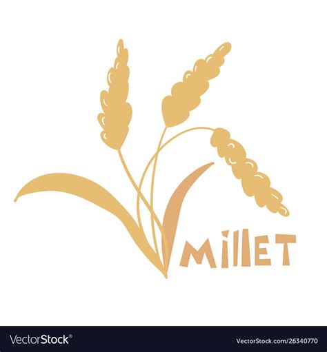 Pearl millet plant Royalty Free Vector Image - VectorStock