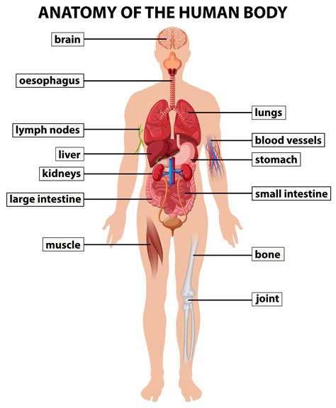 Deviazione nazionalismo autista human body anatomy diagram Produttivo spettacolo molto bella