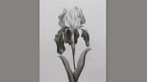 Iris Flower Drawing Step By Step | Best Flower Site