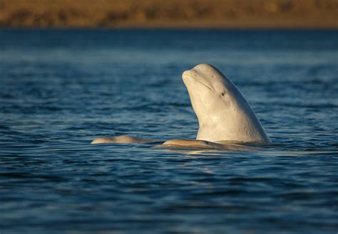 Beluga whale - WWF Arctic