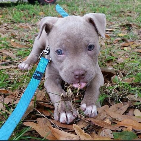 Blue eyes | Cute baby animals, Baby animals, Pit bull puppies