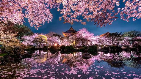 HD wallpaper: reflection, pond, dusk, evening, blossom, night, spring ...