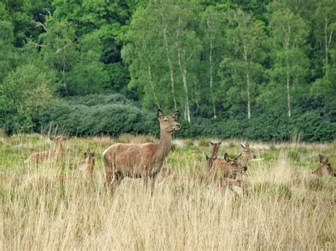 Photographs — Richmond Park — Deer — 17 May 2015 — 4 — wasaweb.net