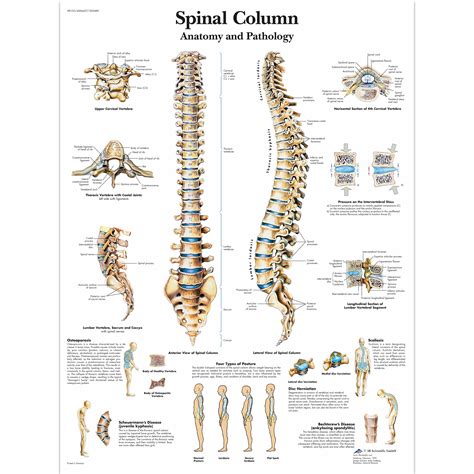 Human Spine Anatomy