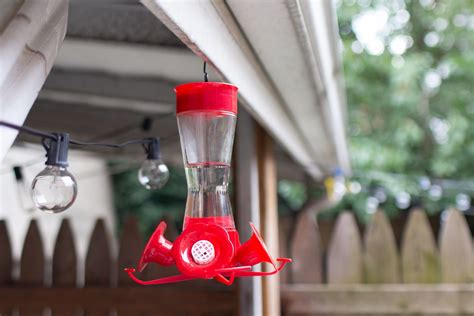 Where to Place Hummingbird Feeders: 8 Tips