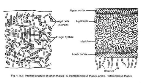 A Lichen Is Best Described as - Brisa-has-Mcfarland