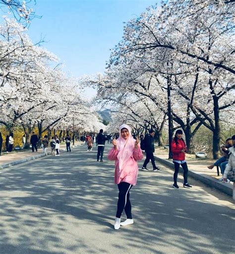 Gyeongju Cherry Blossom Festival 2019 Day Tour from Seoul - Trazy ...