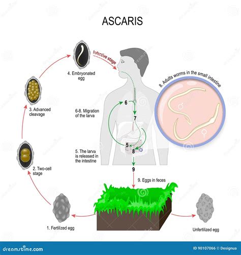 Ascaris Lumbricoides Giant Roundworm Ascaris Life Cycle