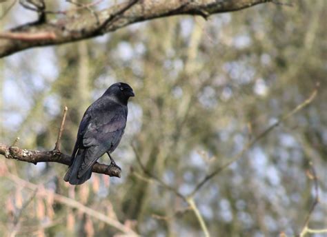 Cassiobury Park Nature Reserve | Birdingplaces.eu