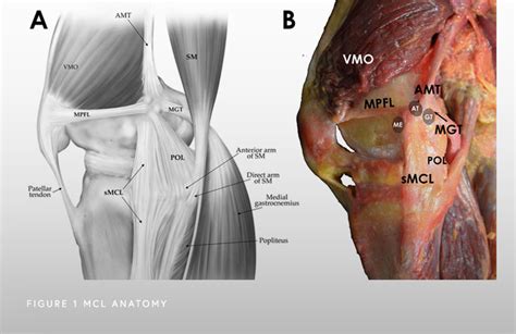 Acl Mcl Anatomy