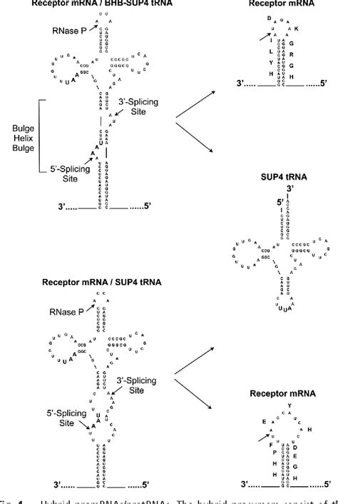 Figure 1 from Cis- and trans-splicing of mRNAs mediated by tRNA sequences in eukaryotic cells ...